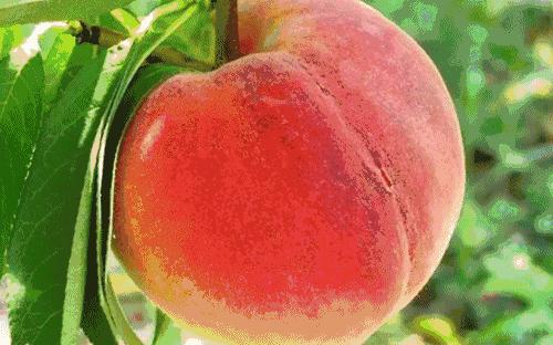 端午节最好的三种水果,端午节前有什么应季水果