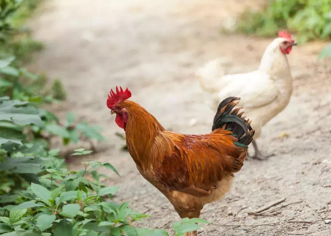 你属什么就注定了你的命,你属什么决定你是什么命