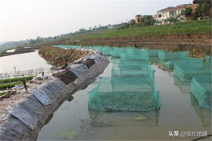 塘头价低至5元，卖一塘亏一塘，继续养更亏，市场却12元一斤