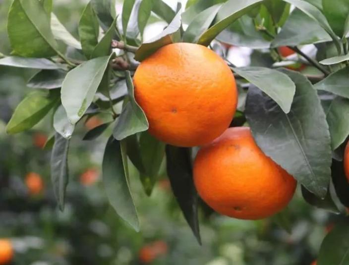 最新最有前景的柑橘新品种,真正有前景的柑橘新品种有哪些