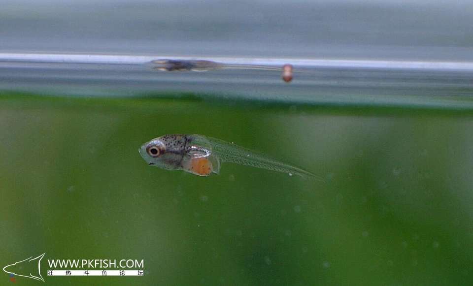 中国斗鱼繁殖直播教程视频,繁殖中国斗鱼要多大的鱼缸