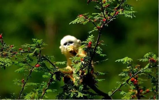 九峰源丨千年神农架，情系女儿城