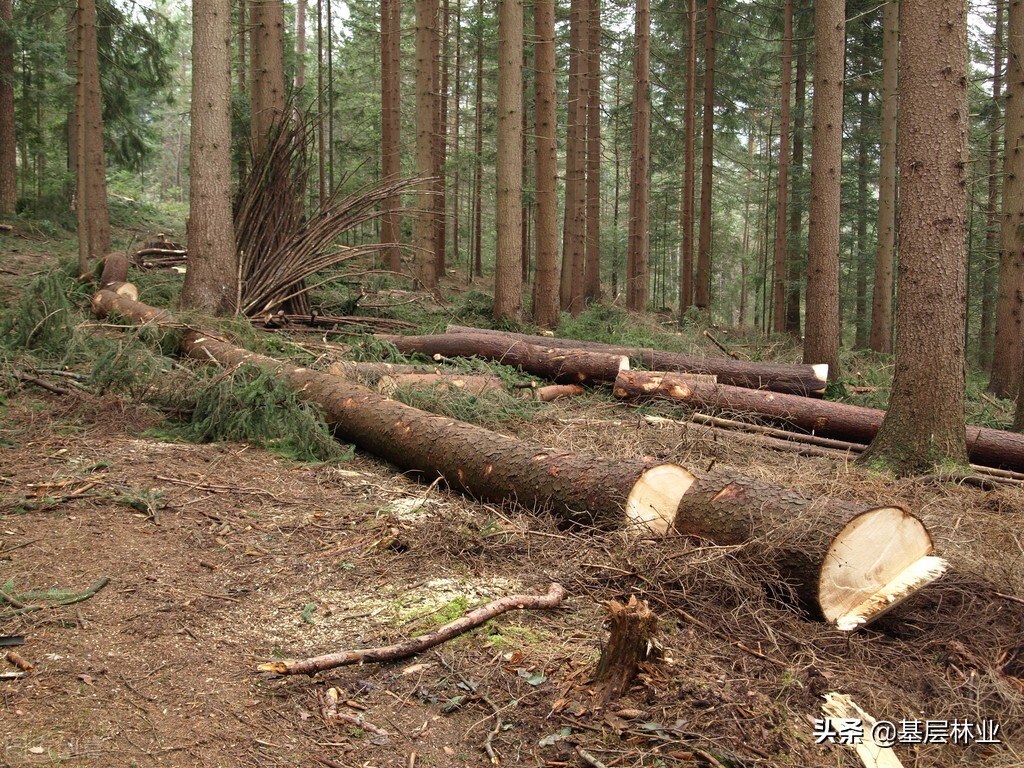 农村自留山砍伐树木需要什么手续,农户砍伐林木手续