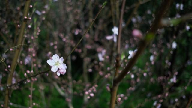 碧螺春茶叶知识,碧螺春茶知识介绍