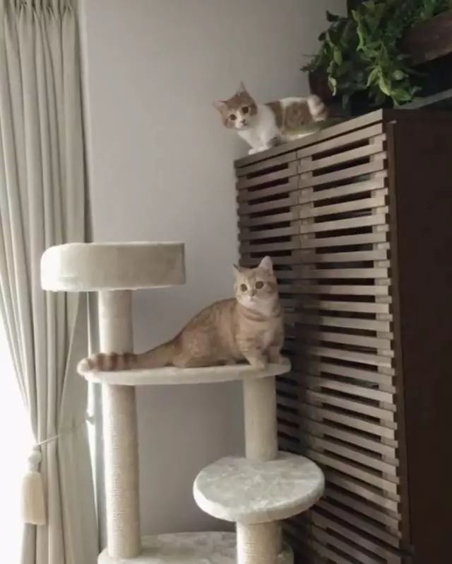 “不行了，我血槽已空，这么萌是怎么长得呢！？”