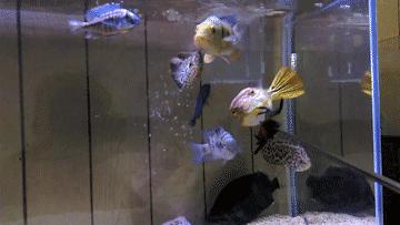 容易混养的热带鱼,容易互动的鱼