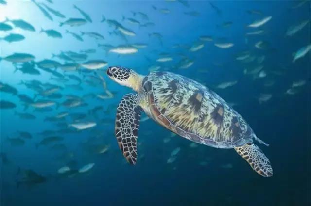 对帕劳之行的感悟,帕劳一场诗和远方的旅行