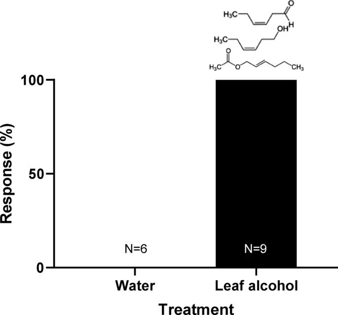 鸟的听觉比人好吗,鸟的嗅觉是人的多少倍