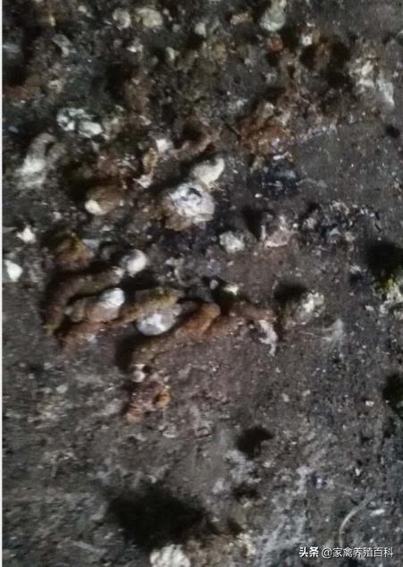 鸡“吐水”是什么原因?有没有可行的解决办法?