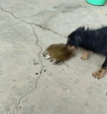 穿甲弹为什么要尖头,穿甲弹是钝头还是尖头