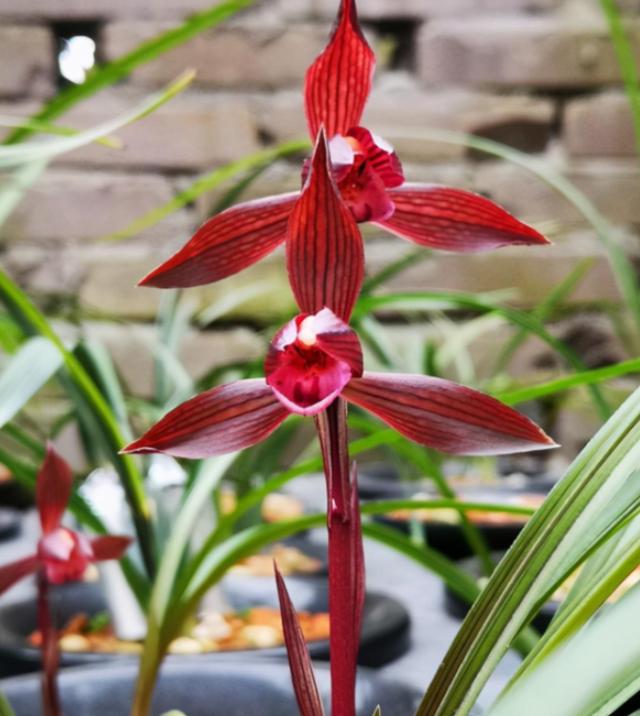 此兰曾2万一苗，被誉为“春兰之王”，是云南兰花界的骄傲