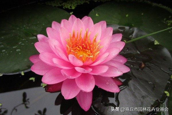 可爱又漂亮的睡莲,惊艳的睡莲