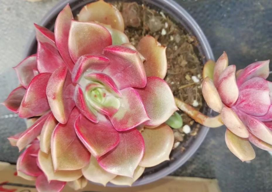 多肉养出状态来有多美?这102种多肉控养上色之后美呆了