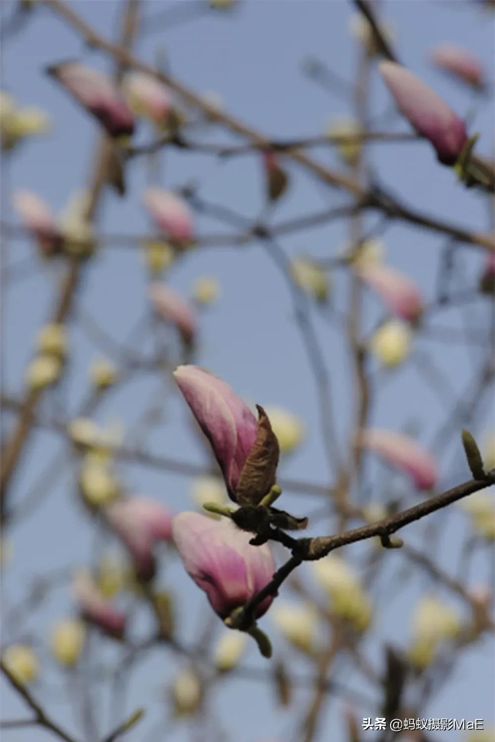 摄影构图有三角式构图吗,为什么摄影越拍要学的越多