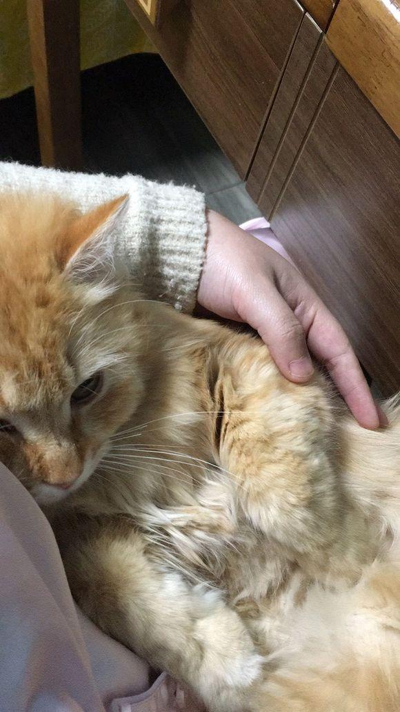 猫咪太粘你,猫咪太粘人了图片大全