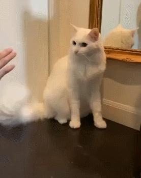 建国后有被猫抓伤得狂犬病的吗,不小心被猫抓伤了要打疫苗吗