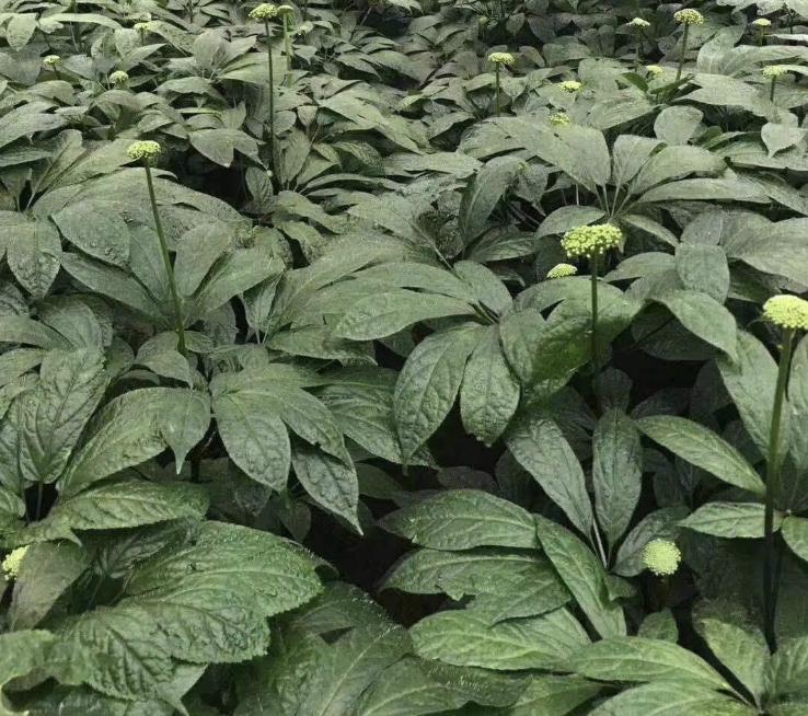 竹林下七叶草,竹林药草一斤能卖多少钱