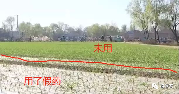 假农药又“爆”大案！1500亩绝产！如何才能避免买到假农药？