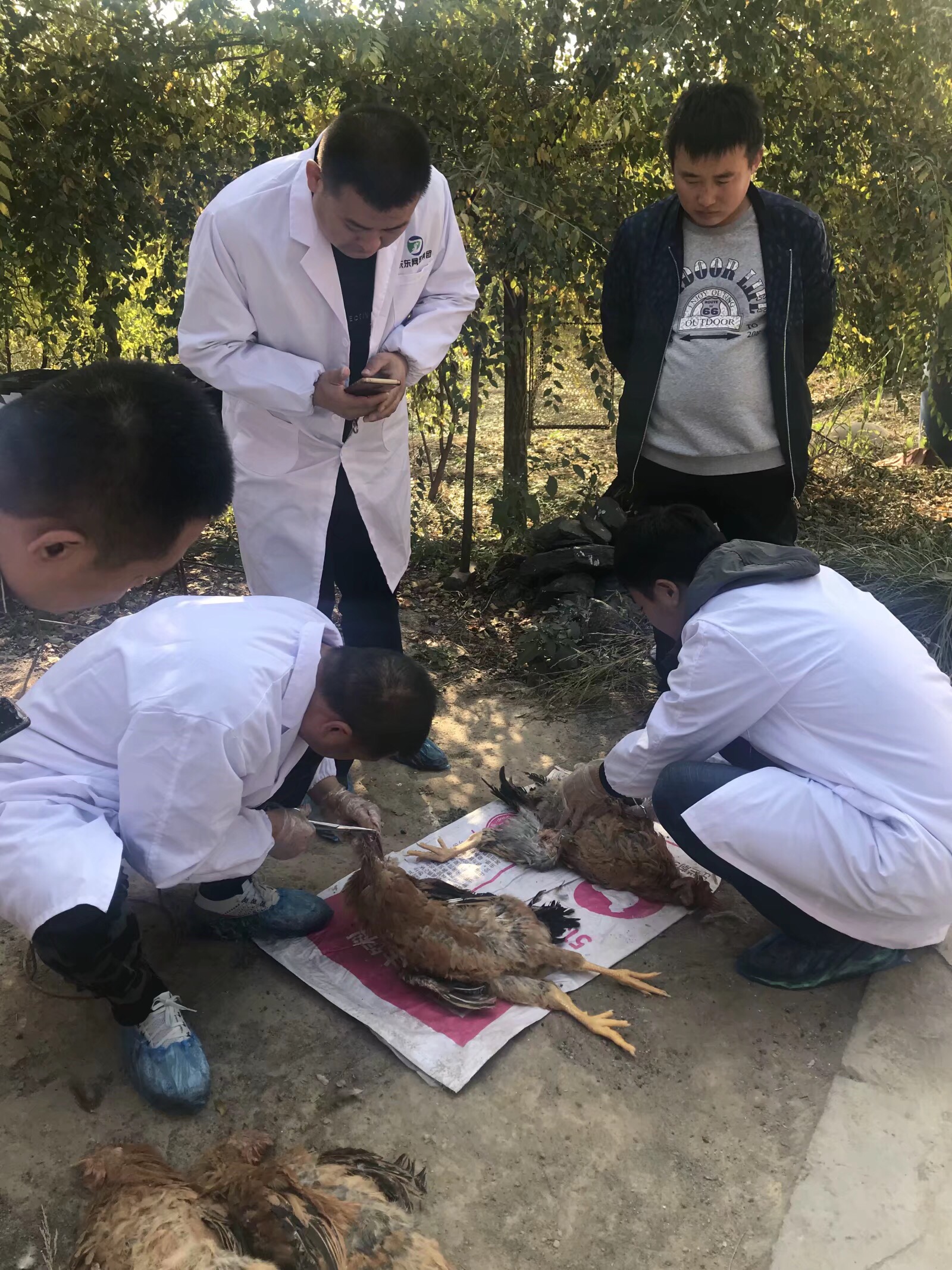 养鸡新模式土鸡,养鸡土鸡销路怎么样