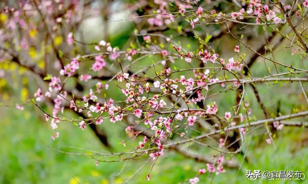 2021宜昌春季休闲农业精品线路公布！