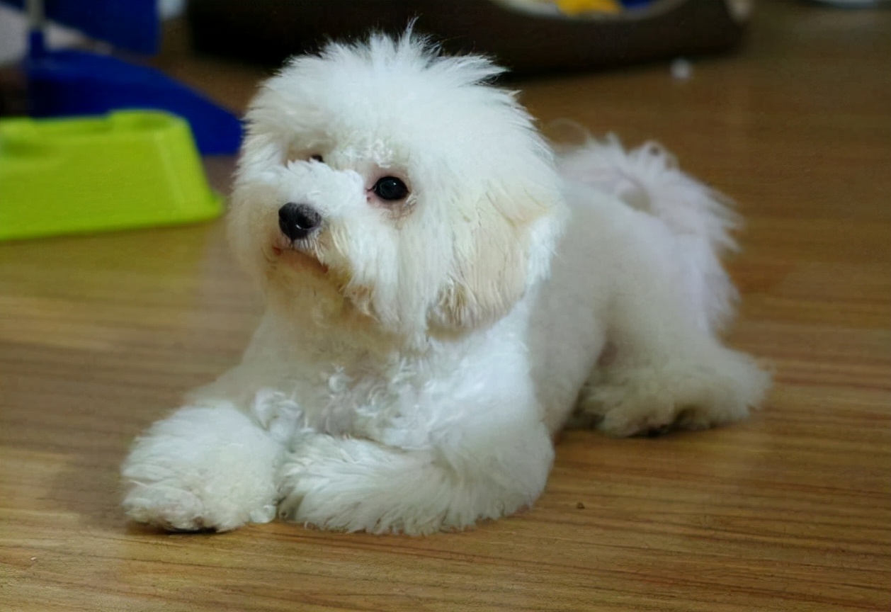 比熊突然特别凶叫怎么办,比熊突然浑身疼是怎么了