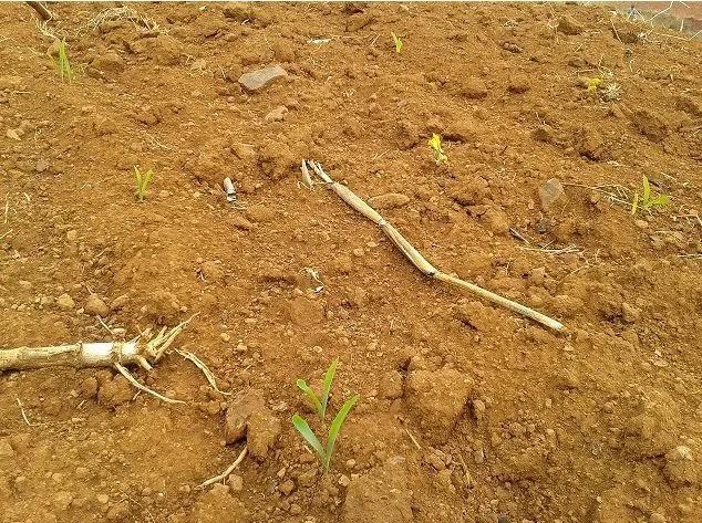 玉米播种深了不旺怎么办,玉米种后几天不下雨怎么办