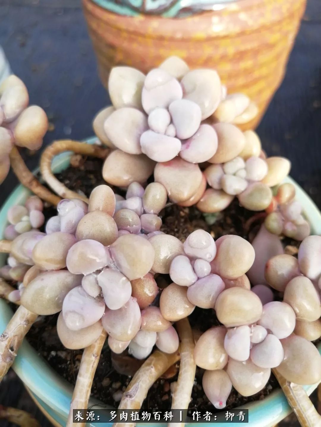 从入卡坑一个月到入卡坑三年,从入坑到现在所有品种开花图