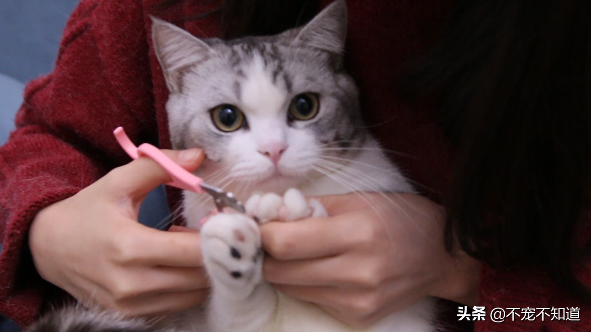 家里的猫咪抓伤要不要打狂犬疫苗,打了狂犬疫苗的猫咪抓伤了怎么办