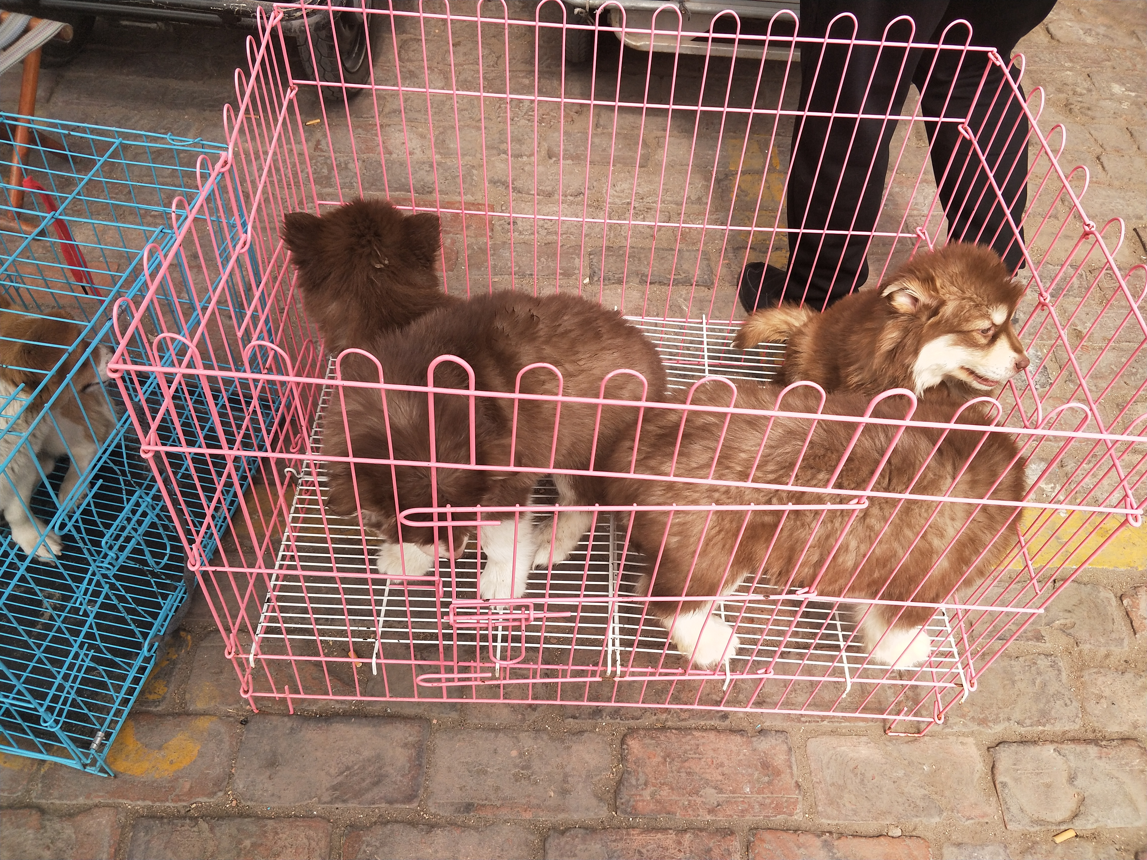 开封四大狗市排名,四种公认最好的狗市