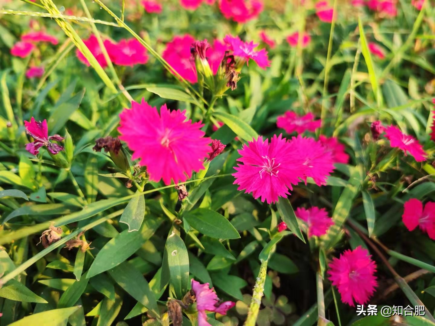 肥西一日游必去景点,合肥肥西周末游