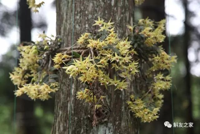 石斛兰黄叶怎么解决,为什么石斛兰叶子很脆