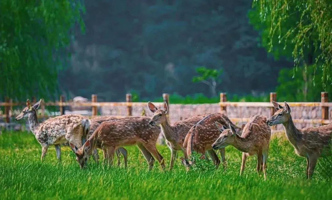 东南花都花博园全新升级鹿岛公园,东南花都花博园导览图
