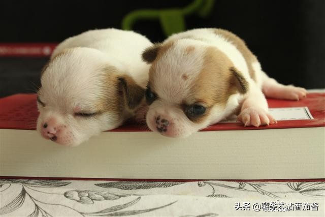 高颜值肌肉奶狗,什么样的小奶狗最可爱