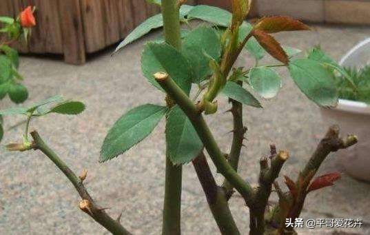 想要植物长得快怎么做,想要株型完整的树如何修剪