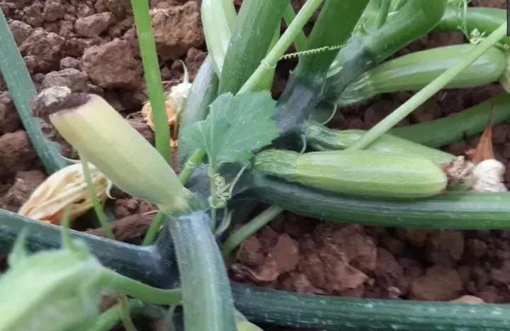 灰霉病太可怕！对付灰霉病有没有好办法