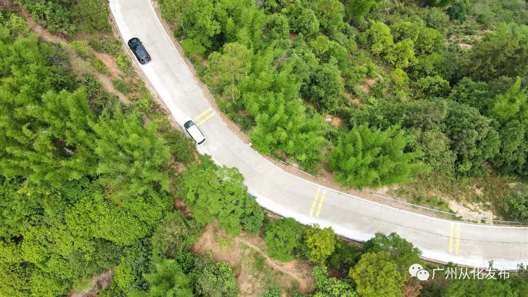 从化良口镇杨梅之乡,从化黄龙带杨梅之乡