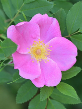 玫瑰花简介怎么写,玫瑰花简介英文版