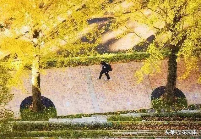 小小庭院,小小庭院满园春色