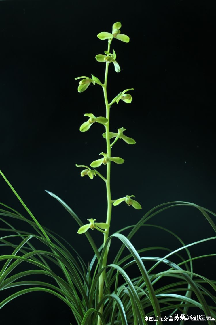 老上海兰花怎么挑选,每日一品中国兰花春兰