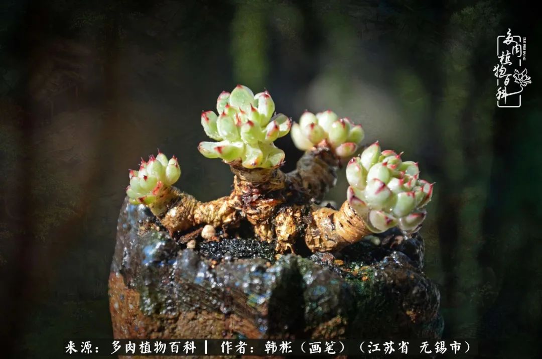 听音乐赏多肉,听音乐赏花赏美景