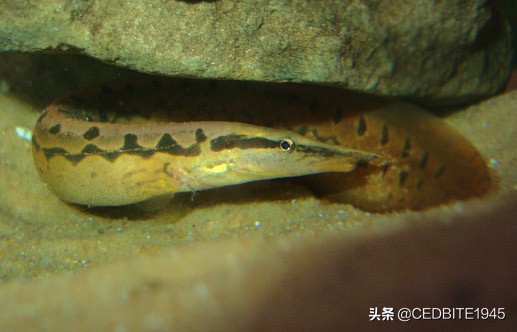 有趣的鱼——罕见的轮胎龙和常见的伪轮胎龙(大刺鳅)