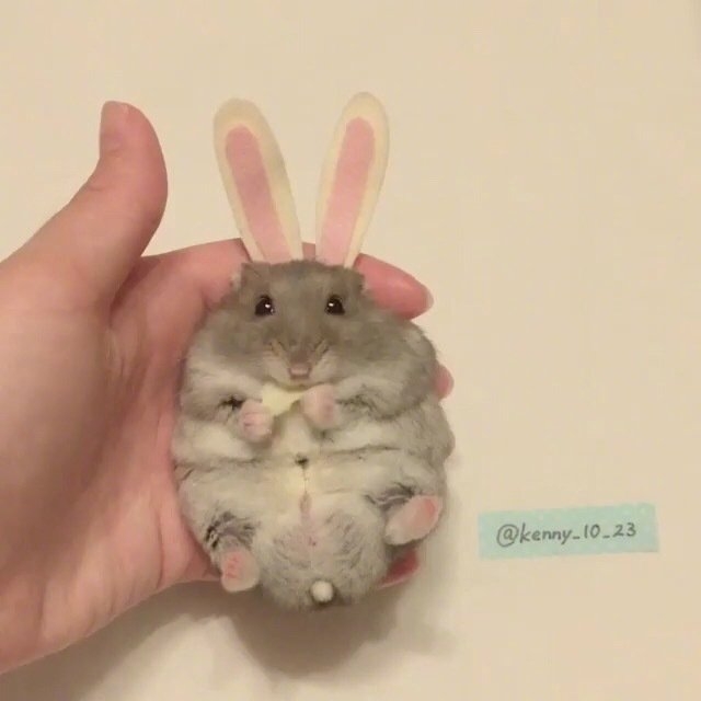 今日萌图,仓鼠身上长了疑似肿瘤的东西