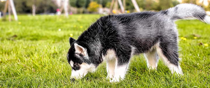 怎么改掉狗狗不爱喝水的坏习惯,狗狗不爱喝水如何引导狗狗喝水呢