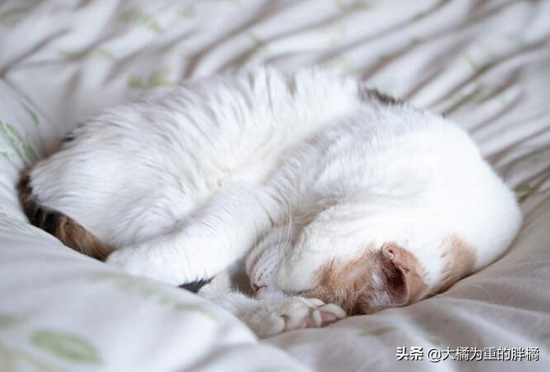 猫咪怕冷怕热是什么表现,猫咪怕冷吗多少度猫咪会受不了