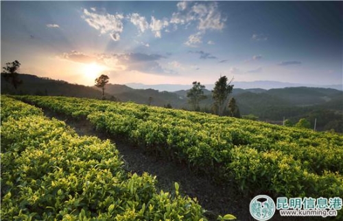 云南龙润茶是什么档次茶,龙润茶云南