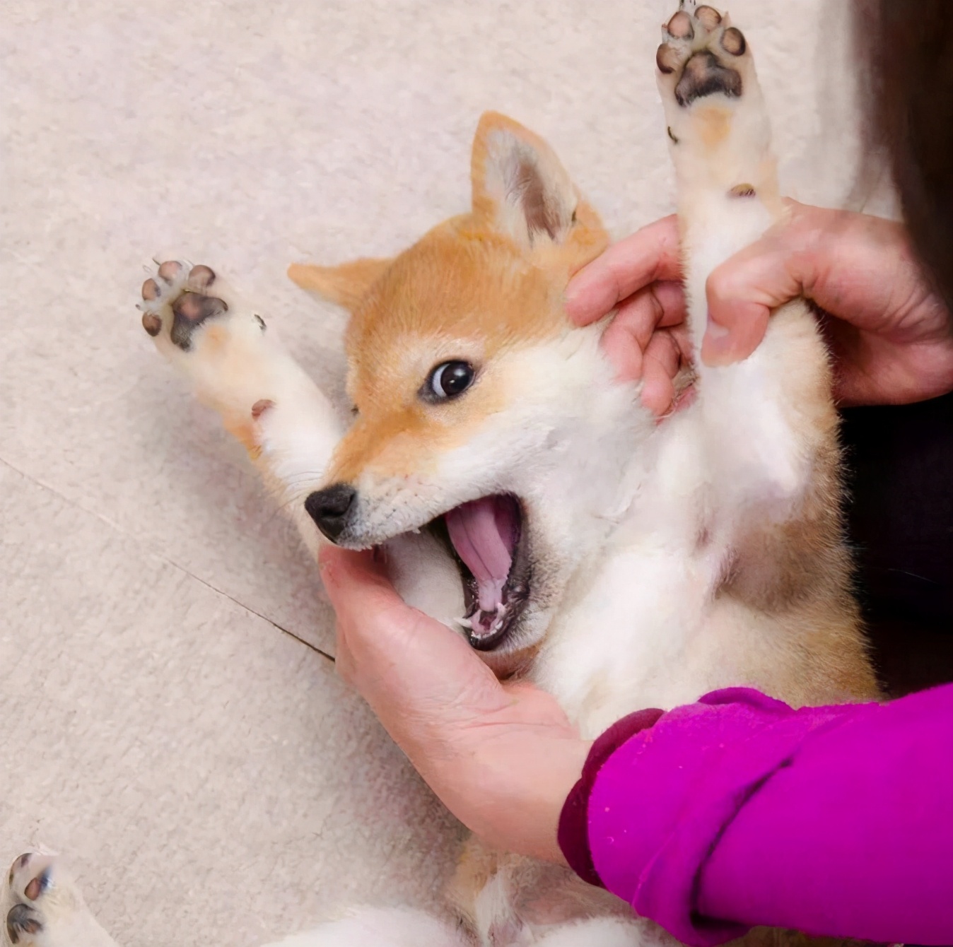 狗狗躺下露肚子不让摸,狗狗在外面不让主人摸