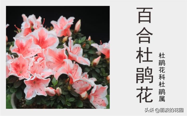 杜鹃花粉心白边,紫色百合杜鹃