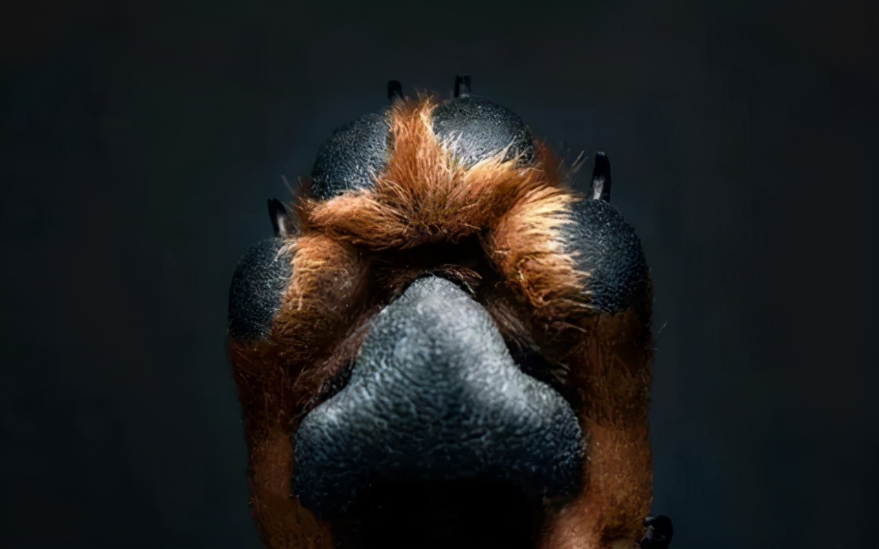 为什么狗狗会得趾间炎,为啥有些狗会得狂犬病