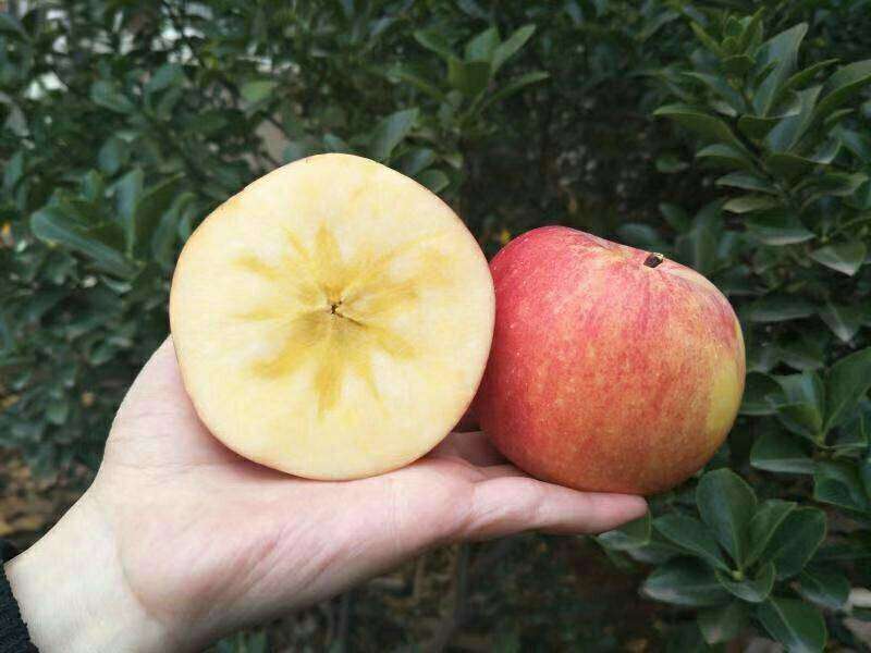 苹果缺钙后果有多严重？果农经常忽视，影响品质的关键因素之一