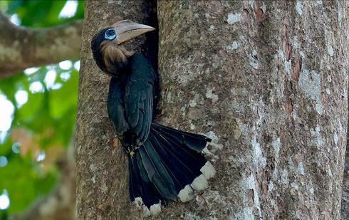 东江揽胜,惠州淡水常见鸟类图谱